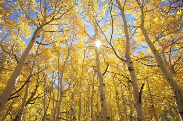 CA, Sierra Nevada Fall colors of aspen trees